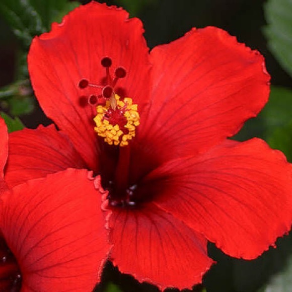 Meet your Posher, Ann - Picture 1 of 1